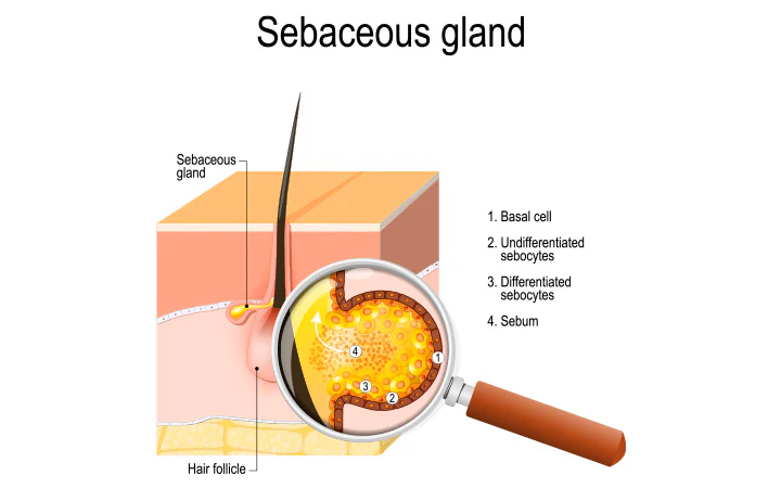 sebaceous glands for Cleanser for Oily Skin